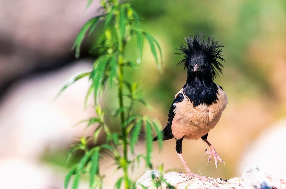 Розовый скворец