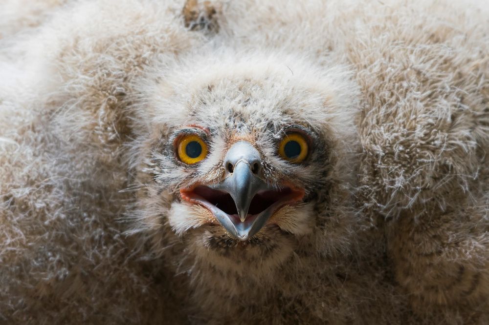 Птенец филина