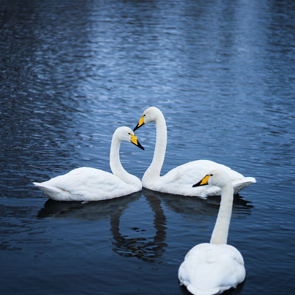 Третий лишний