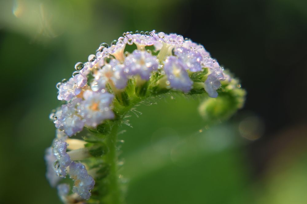 Raindrops on Bunga Ekor Anjing-Indian Heliotrope