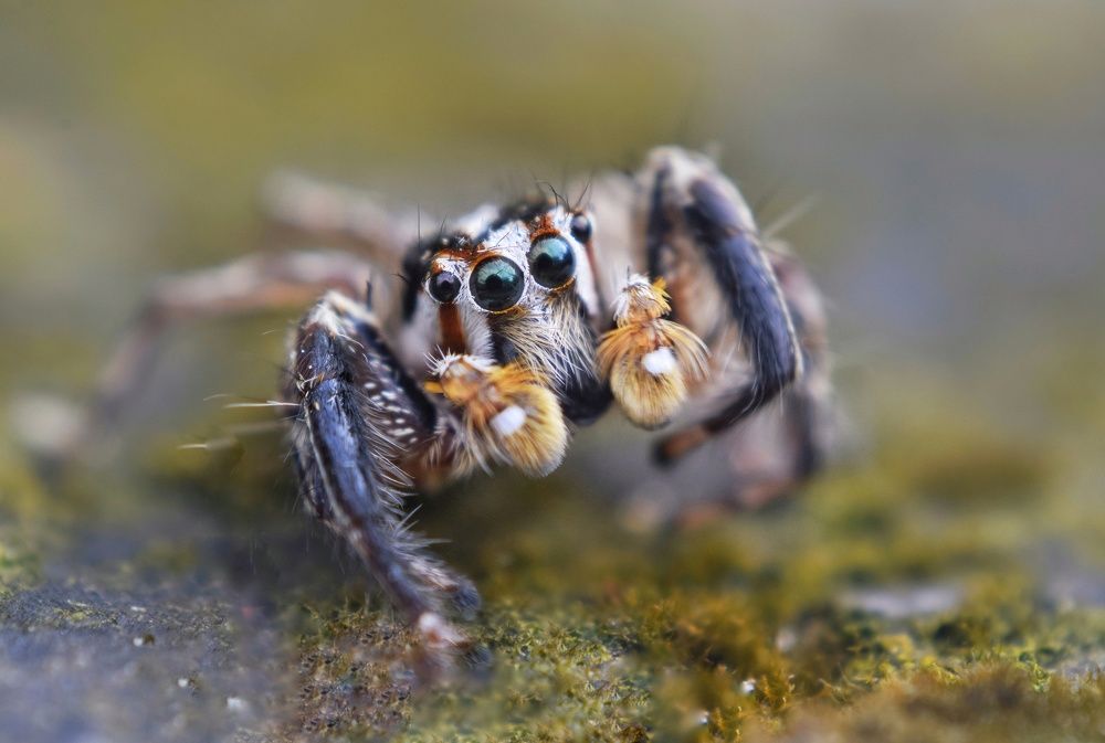 I'm a little creature please don't kill me.