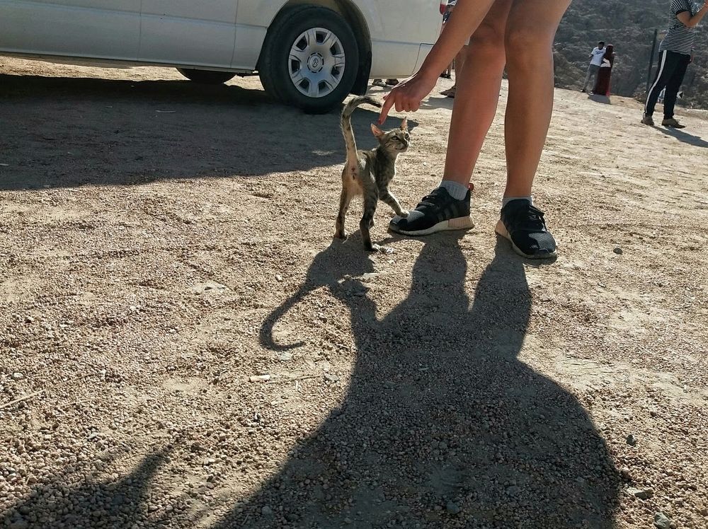 Mysterious Egypt cats.