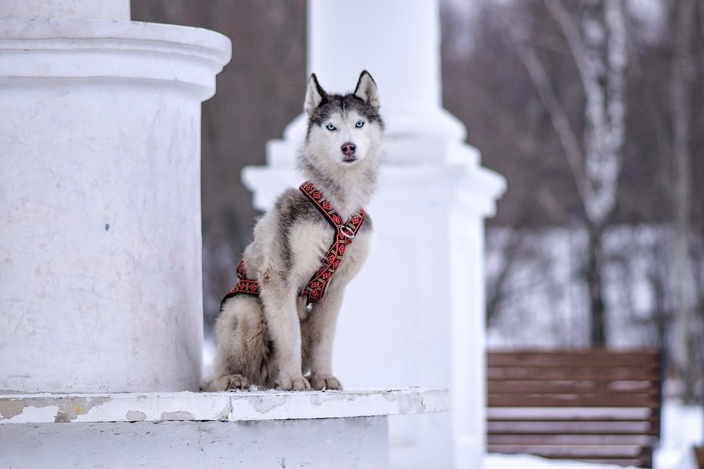 Фотография автора Мария Яропольская