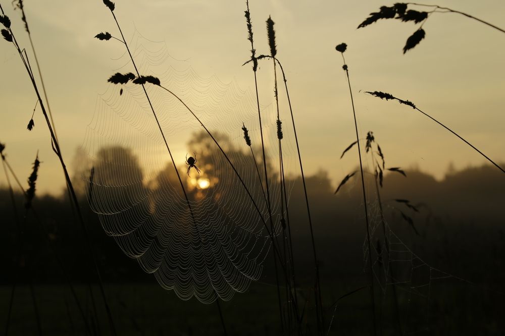 Утро росистое