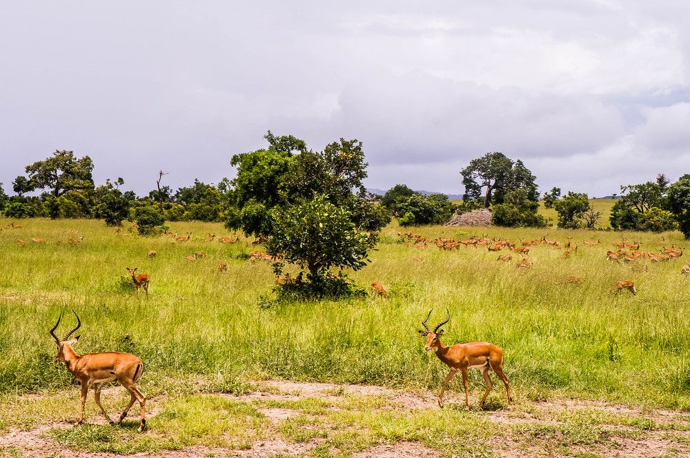 Swala.