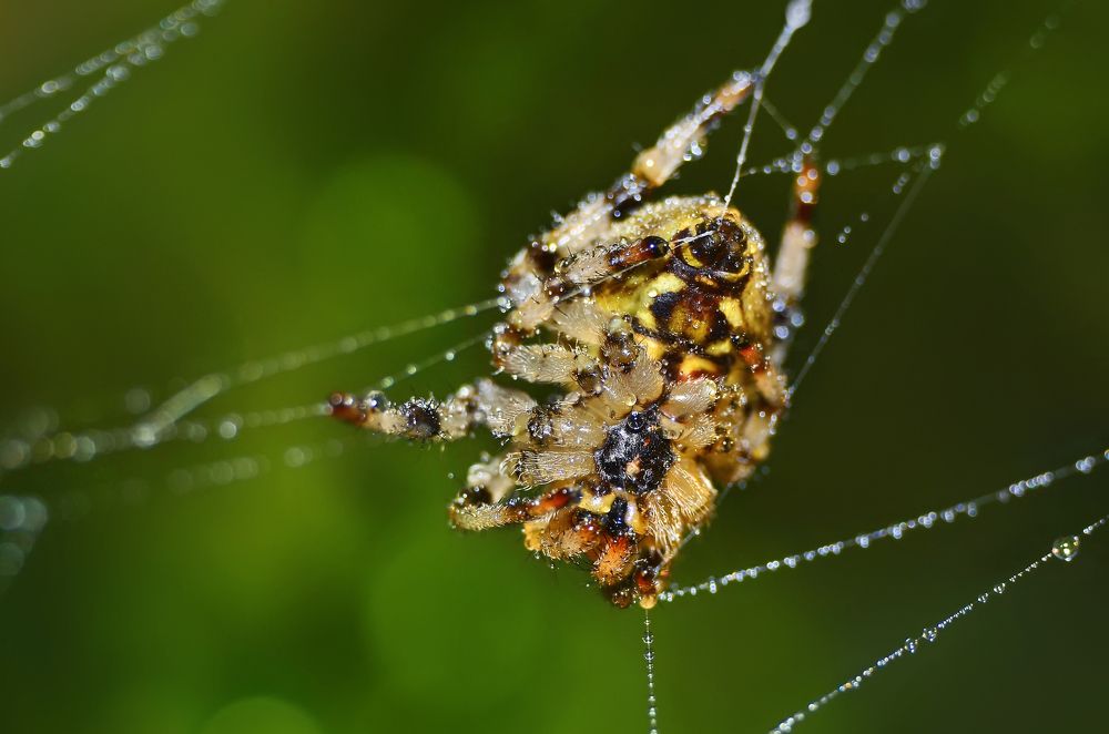 Пузо паучка на паутине в капельках росы