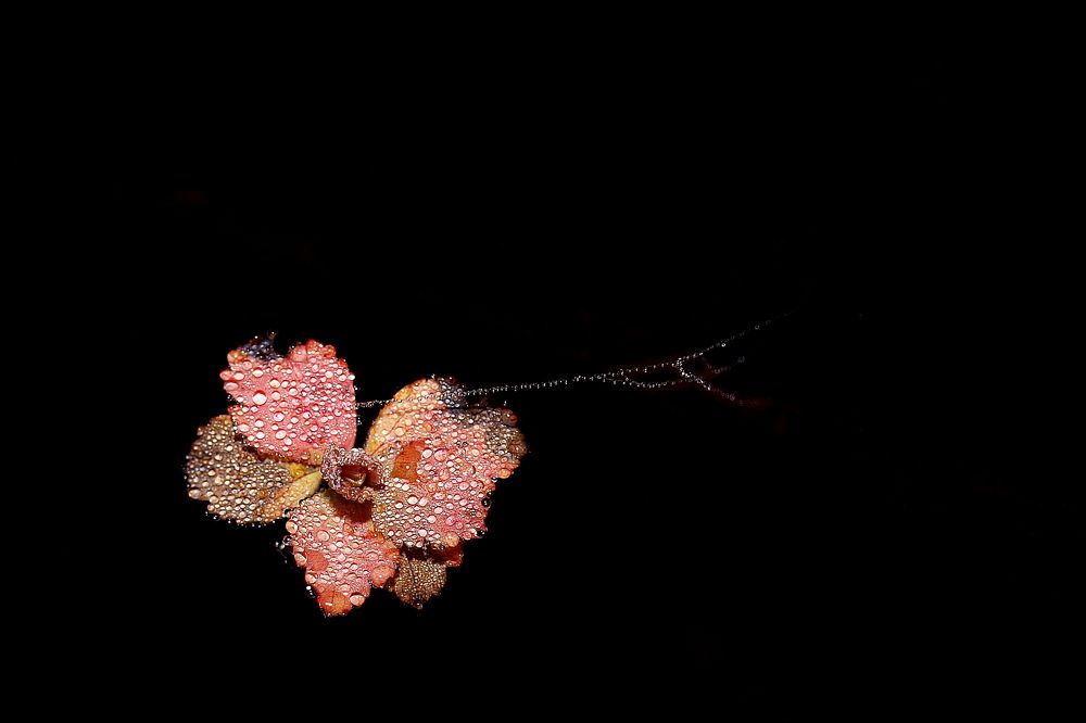 Ночной ювелир...