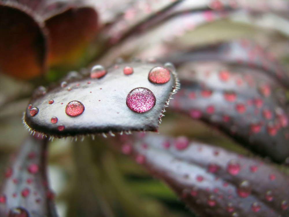 The universe in the water drop