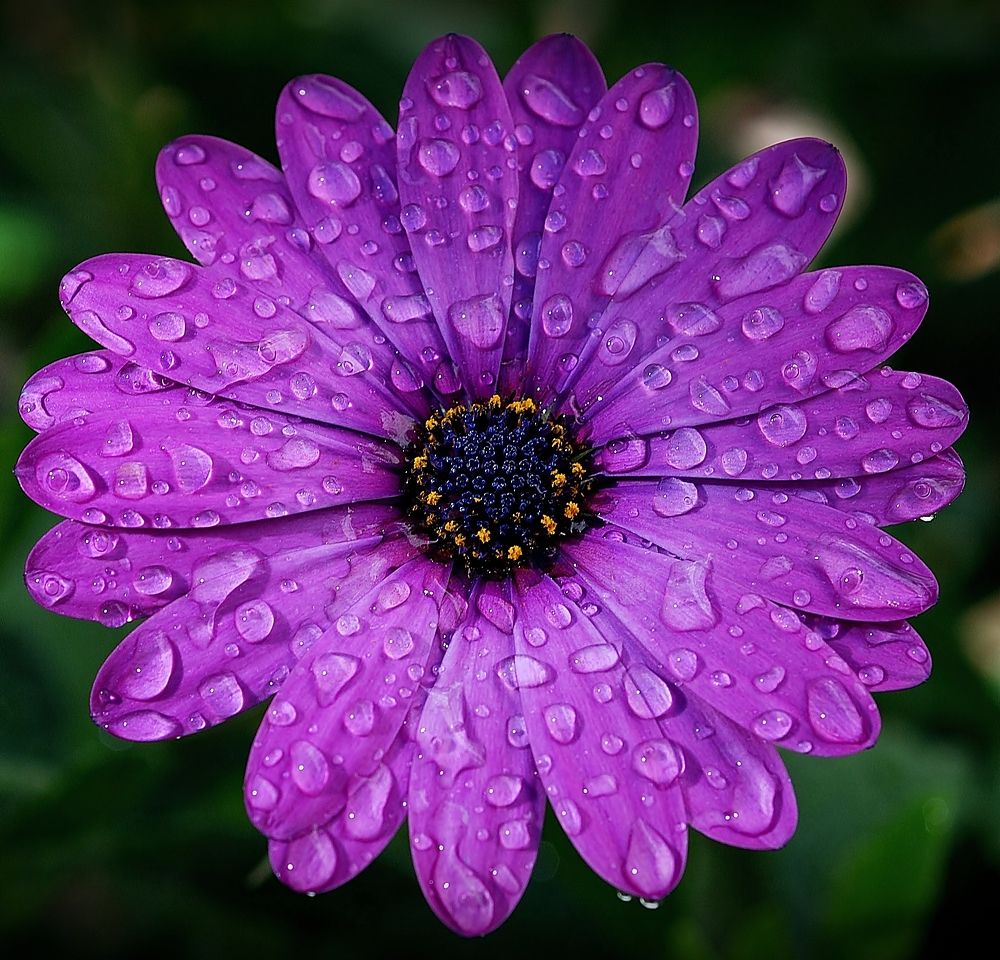 Violeta