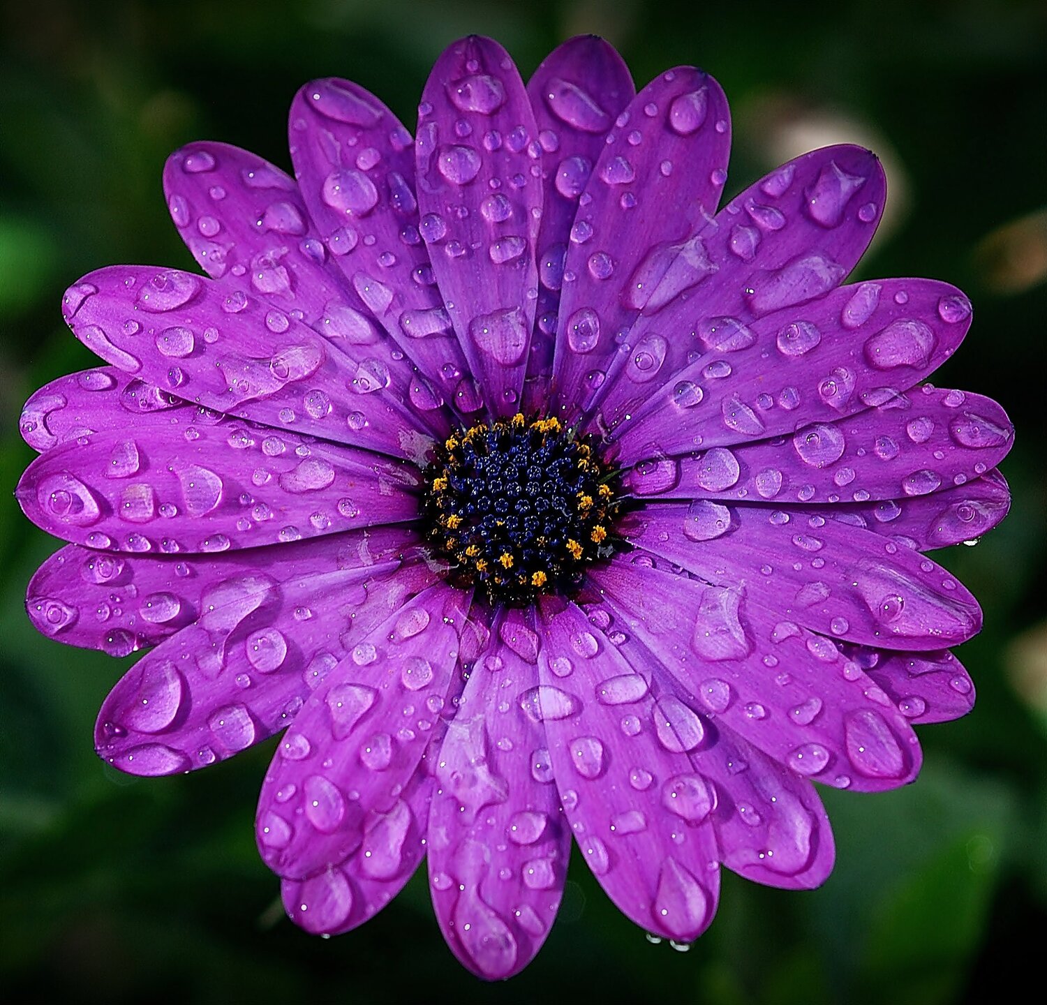 Violeta