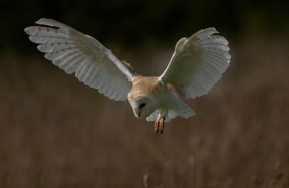 Barn Owl