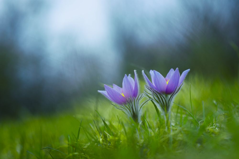 Pulsatilla grandis - twins