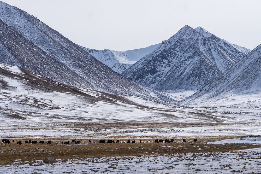 Яки на высокогорье.