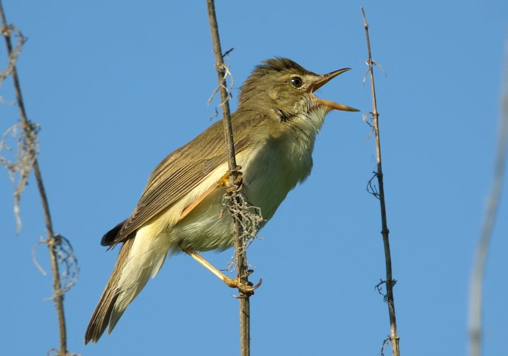 Болотная камышевка