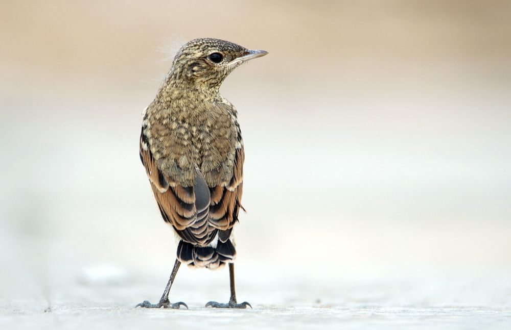 Обыкновенная каменка