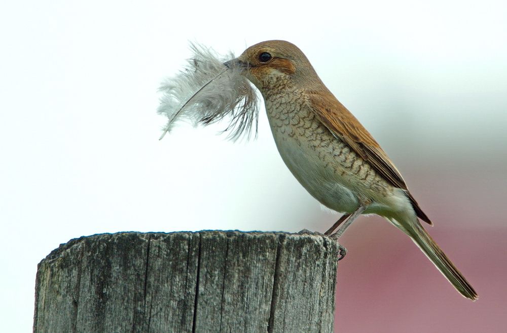 Обыкновенный жулан