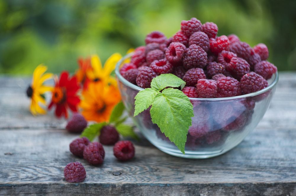 just harvested raspberry on garden table