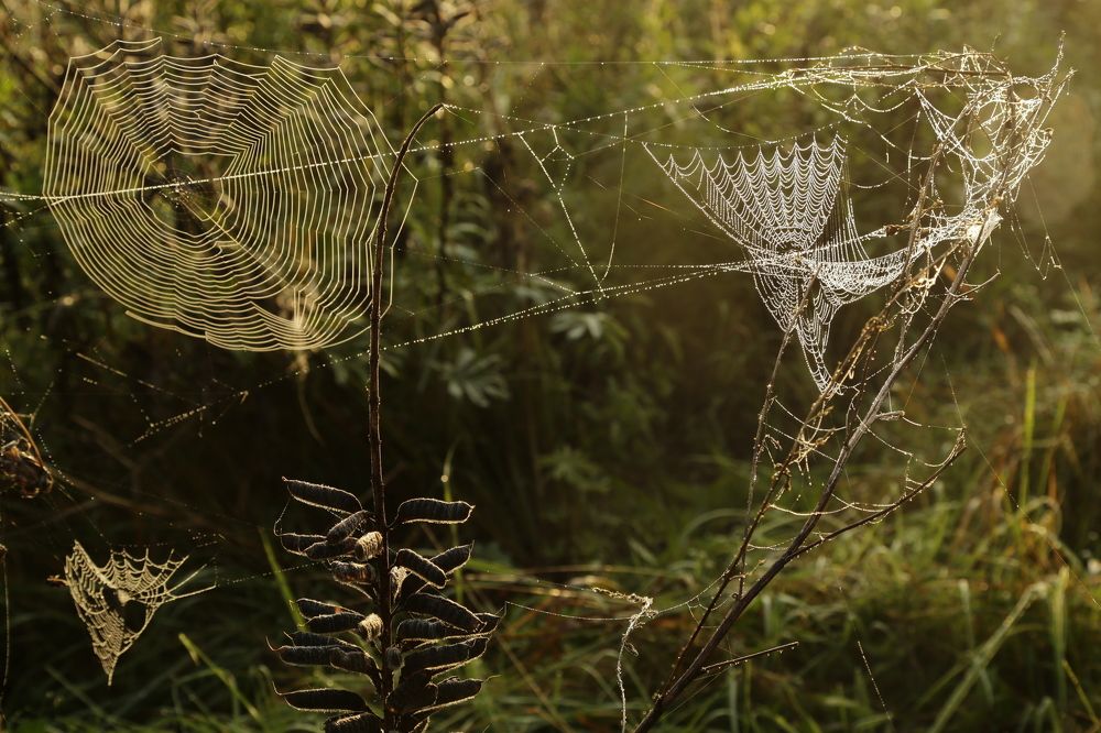 Утренний мотив