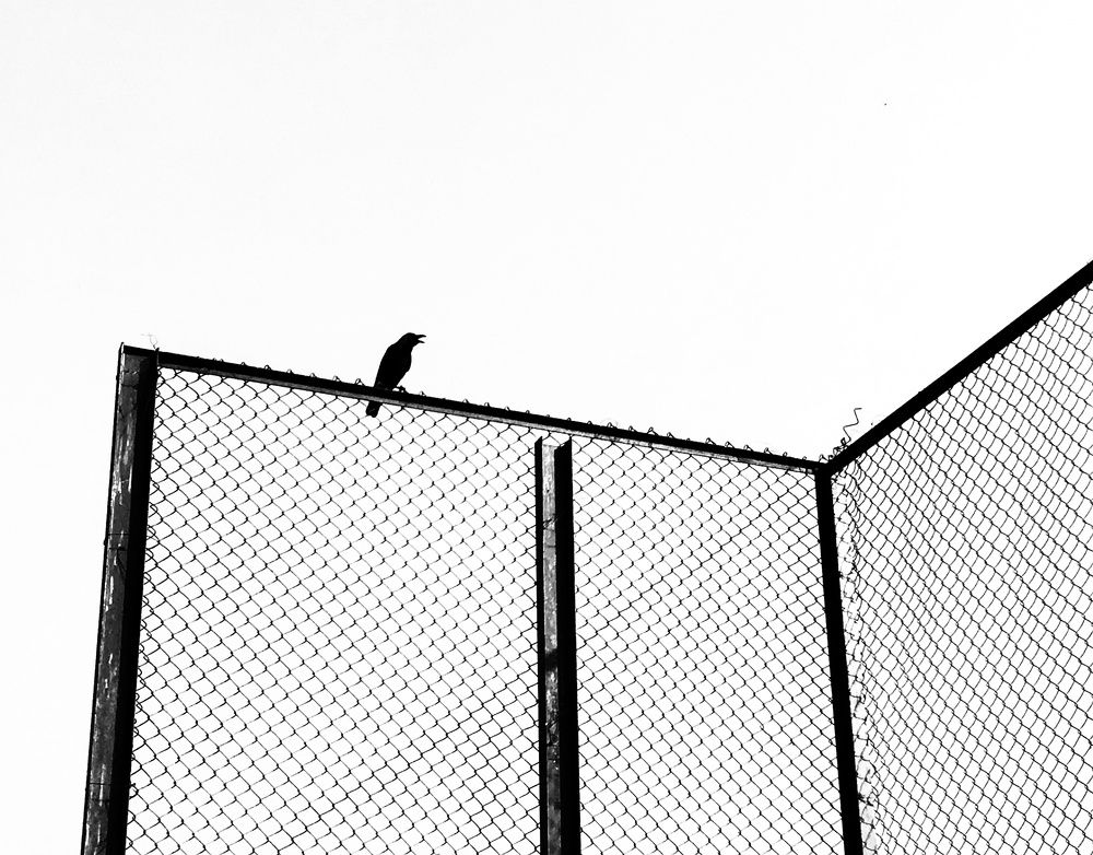 Alone Crow : Tell Some Untold Stories