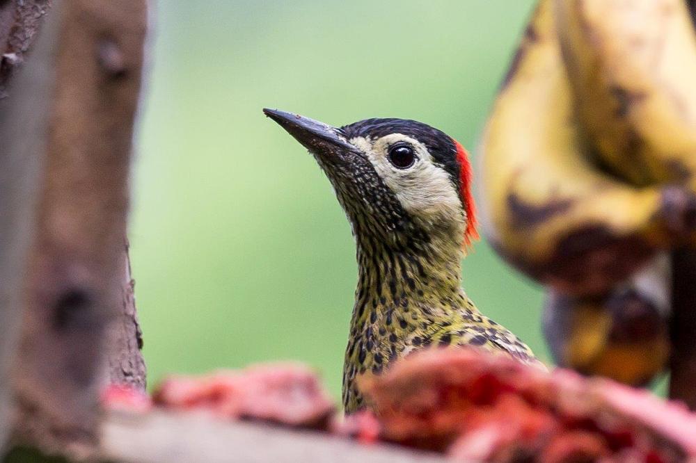 Green-barred Woodpecker