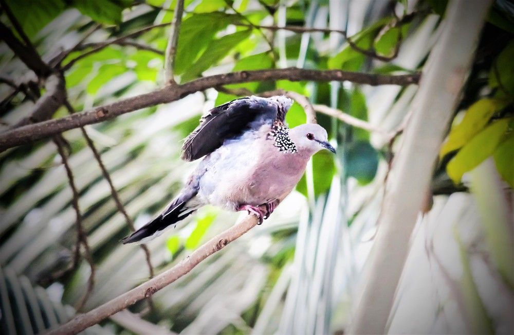 The Dove