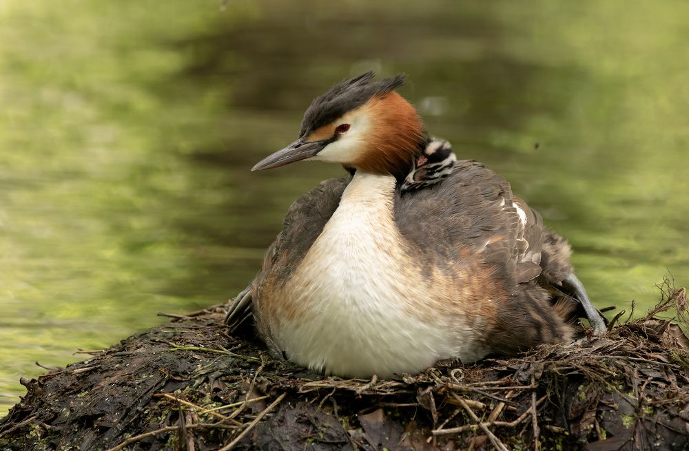 Great Crested Grebe