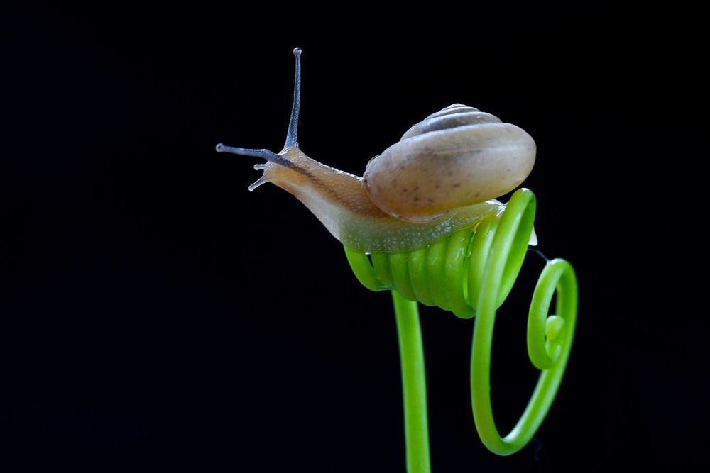 Show up what's the beauty