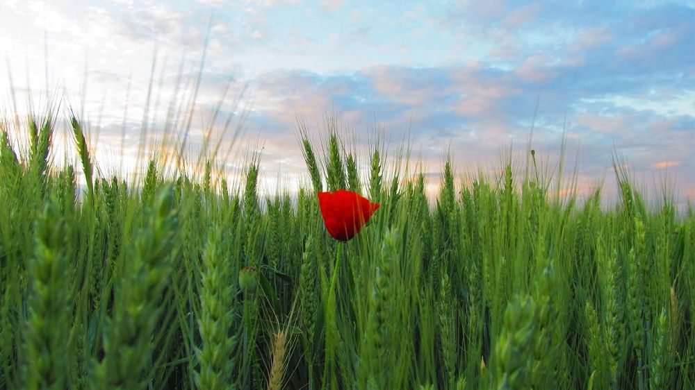 Poppies, wheat, quiet and sky