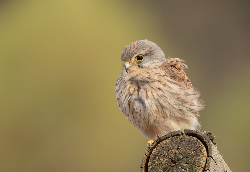 Kestrel