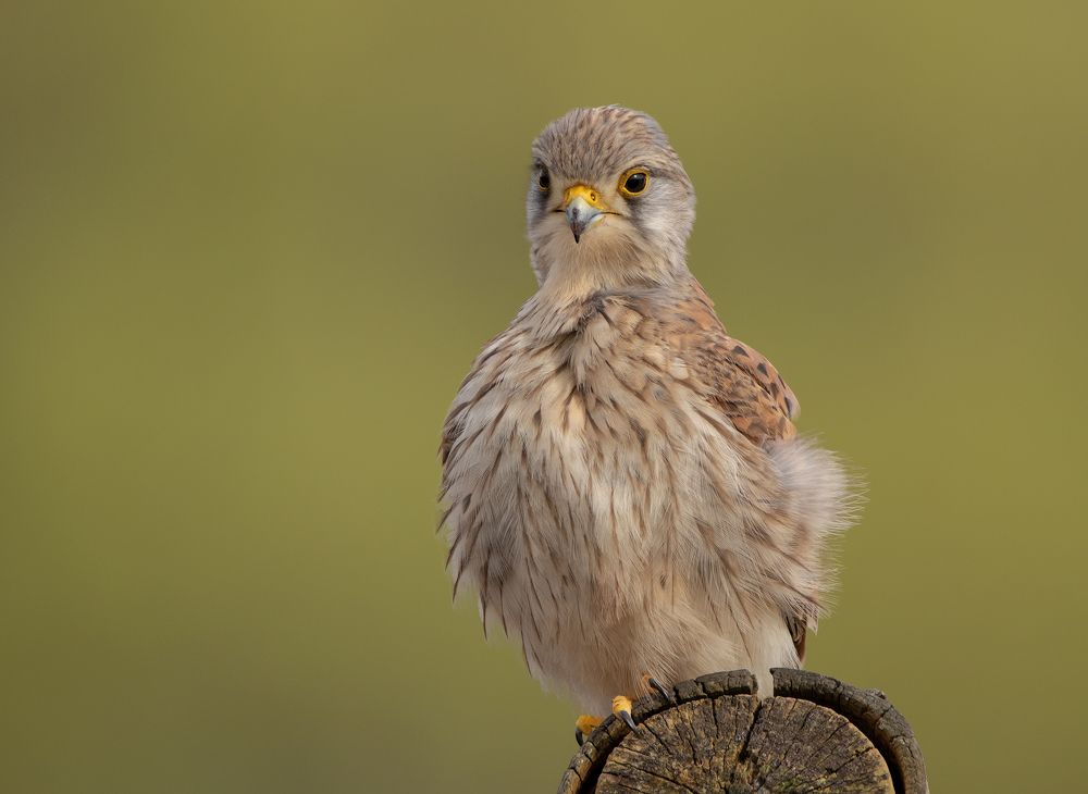 Kestrel