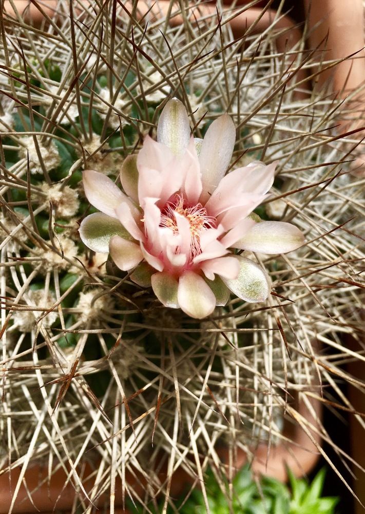 Жизнь среди шипов