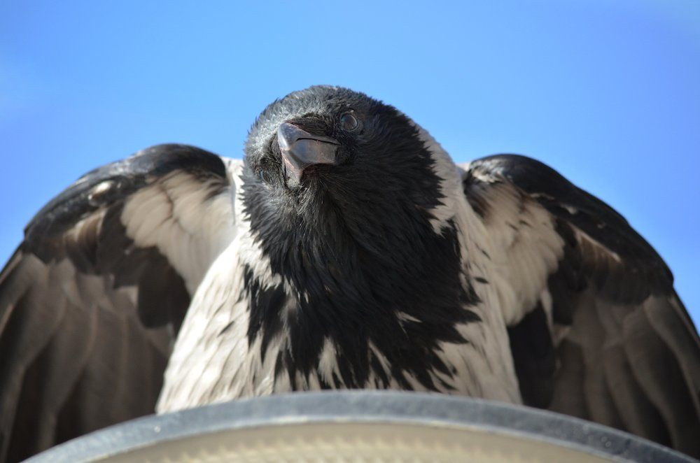 Животные в шоке