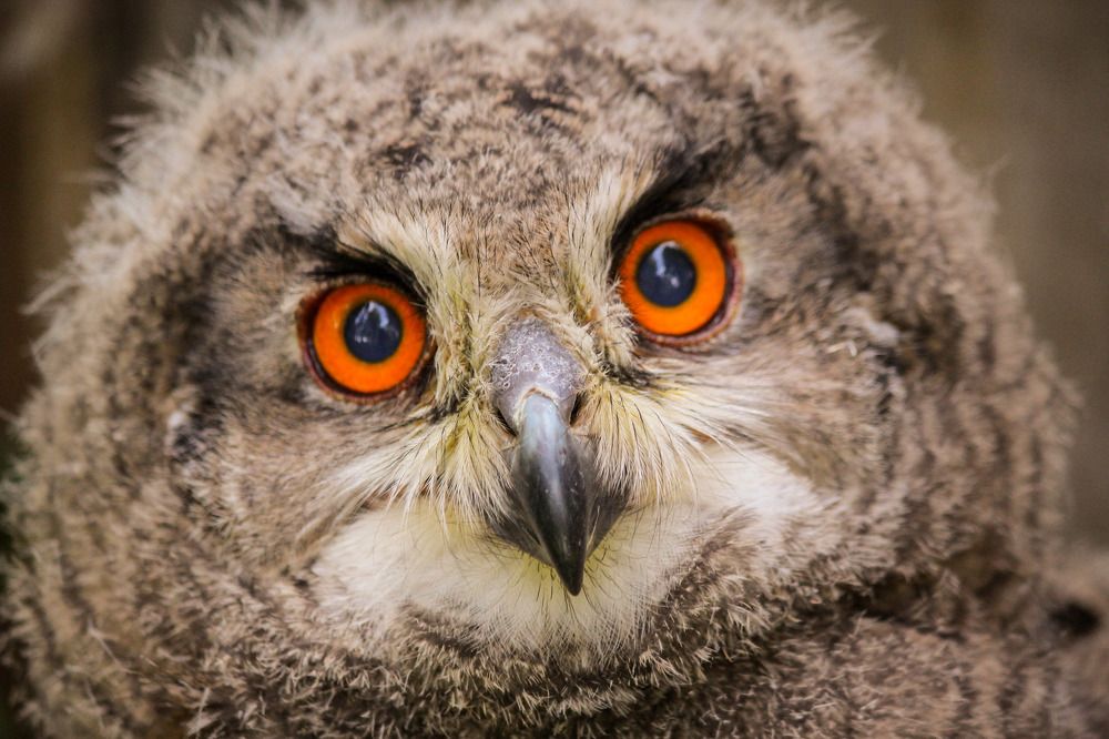 Лупоглазые