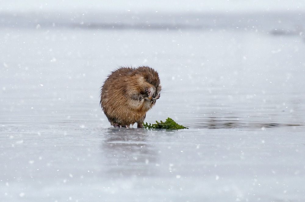 Маленькая ондатра.