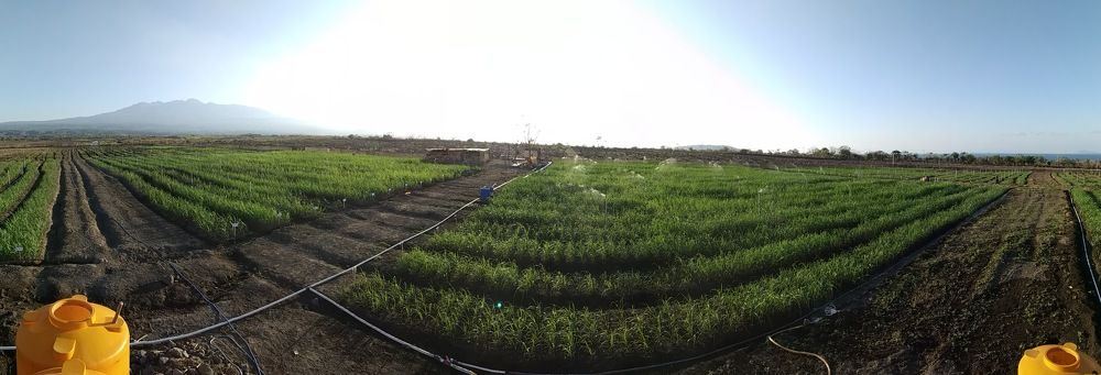 Sugar Cane in Tambora Mountain