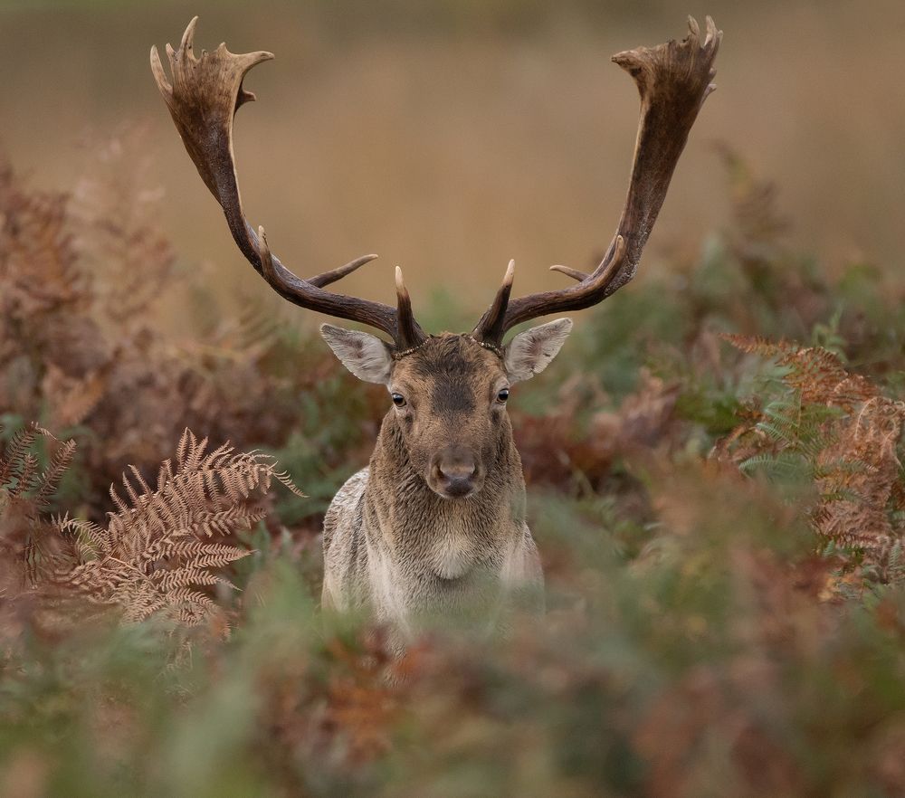 Fallow Deer