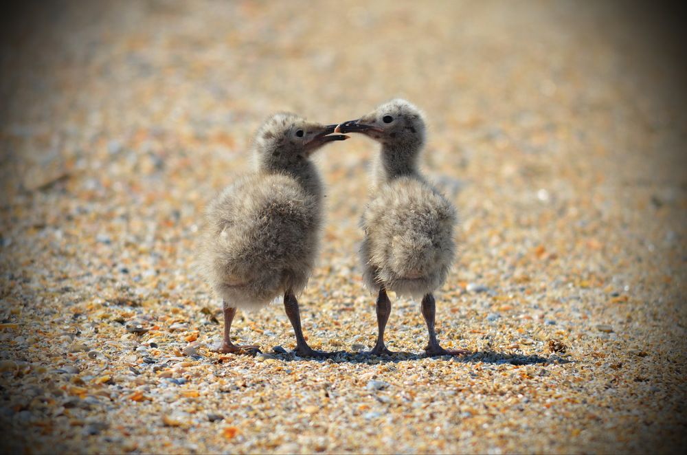 Дружба наверки