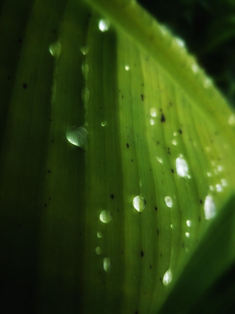 AN EMBLEM OF MORNING