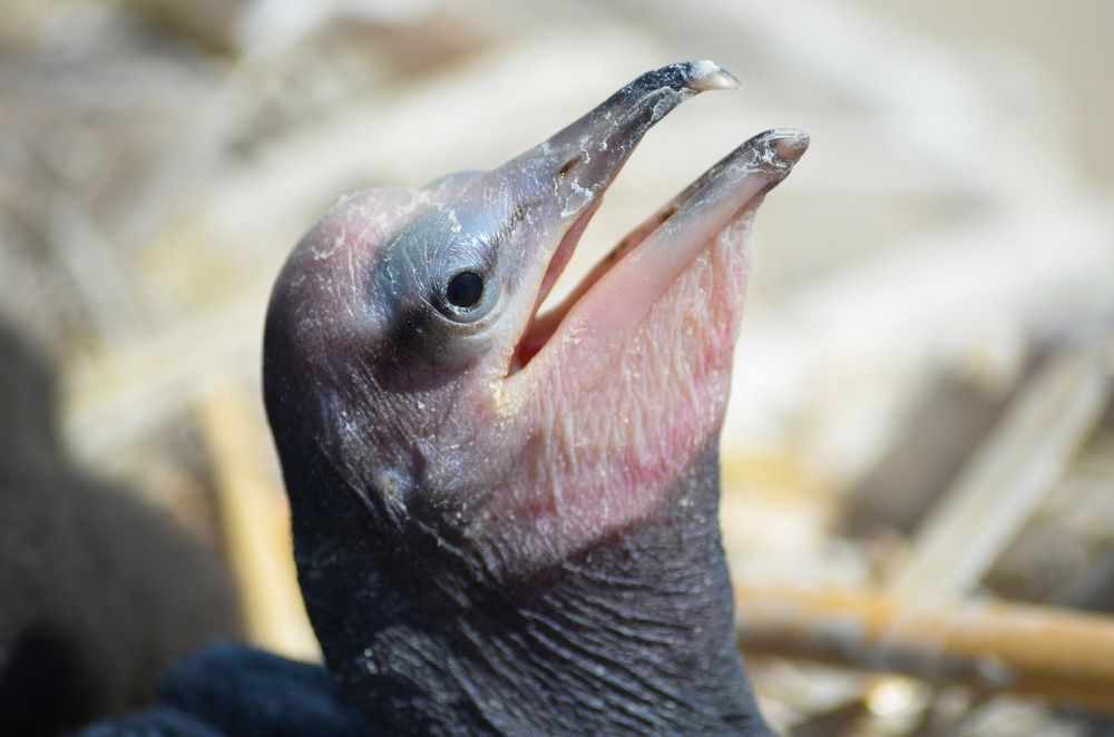 Новорожденный