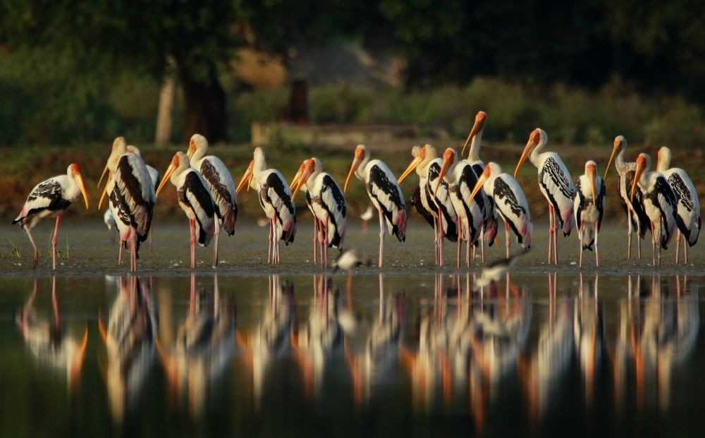 The painted storks resting time.