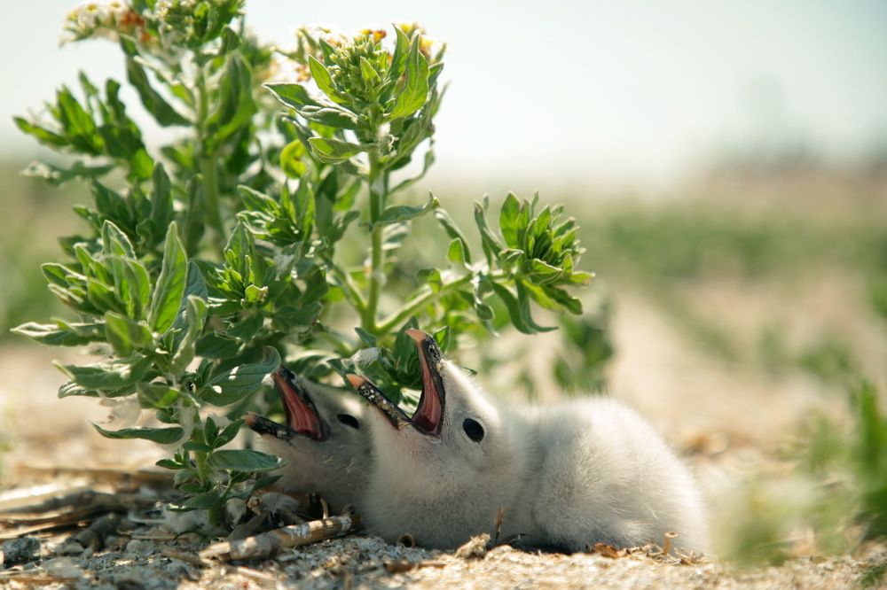 Надежда на спасение