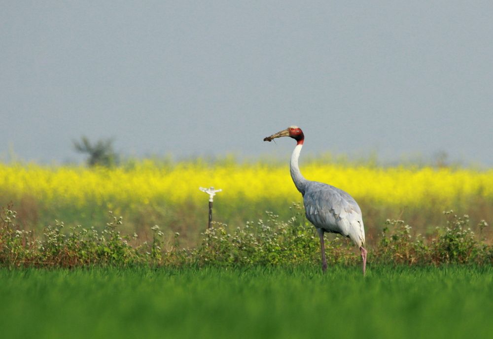 Sarus crane.