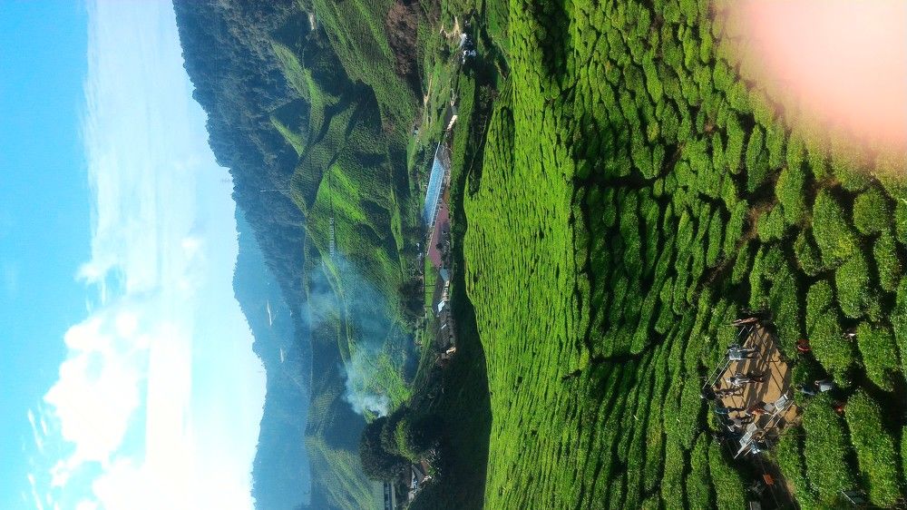 Green Tea Plantation