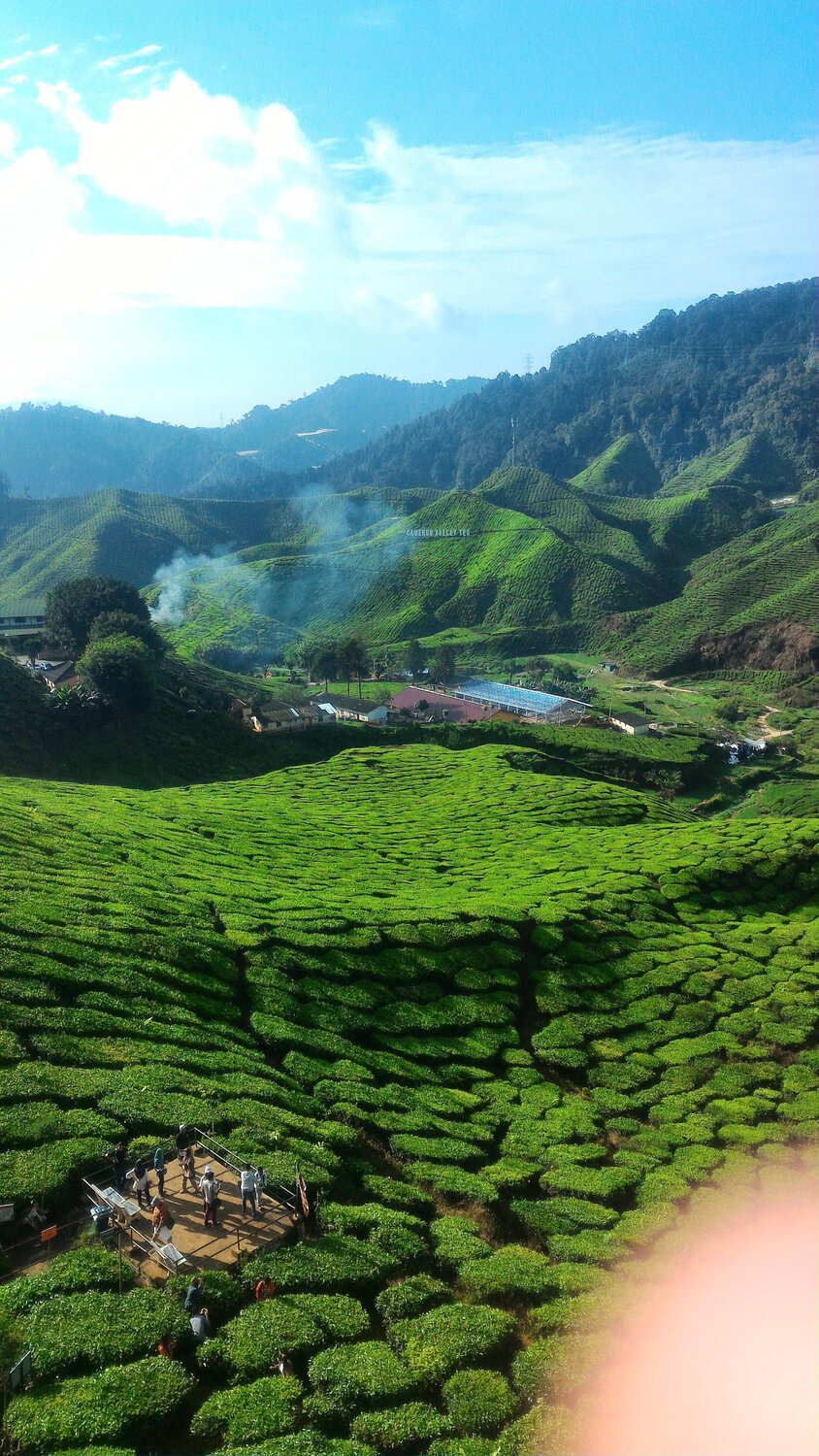 Green Tea Plantation