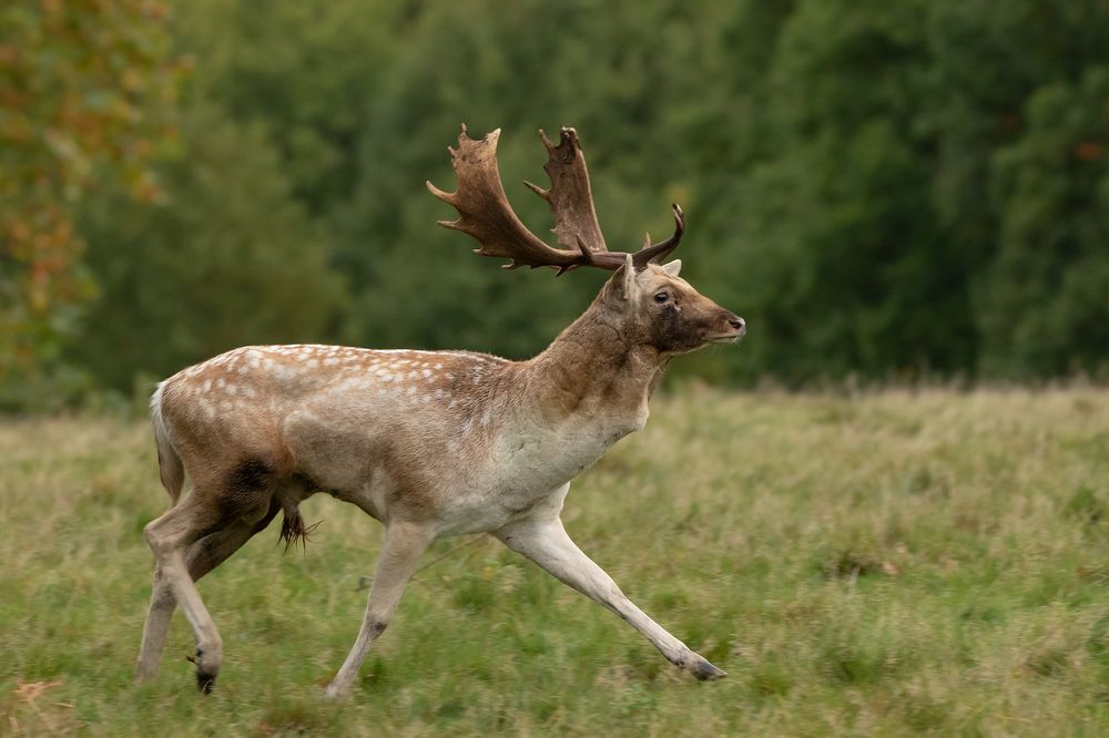 Fallow Deer