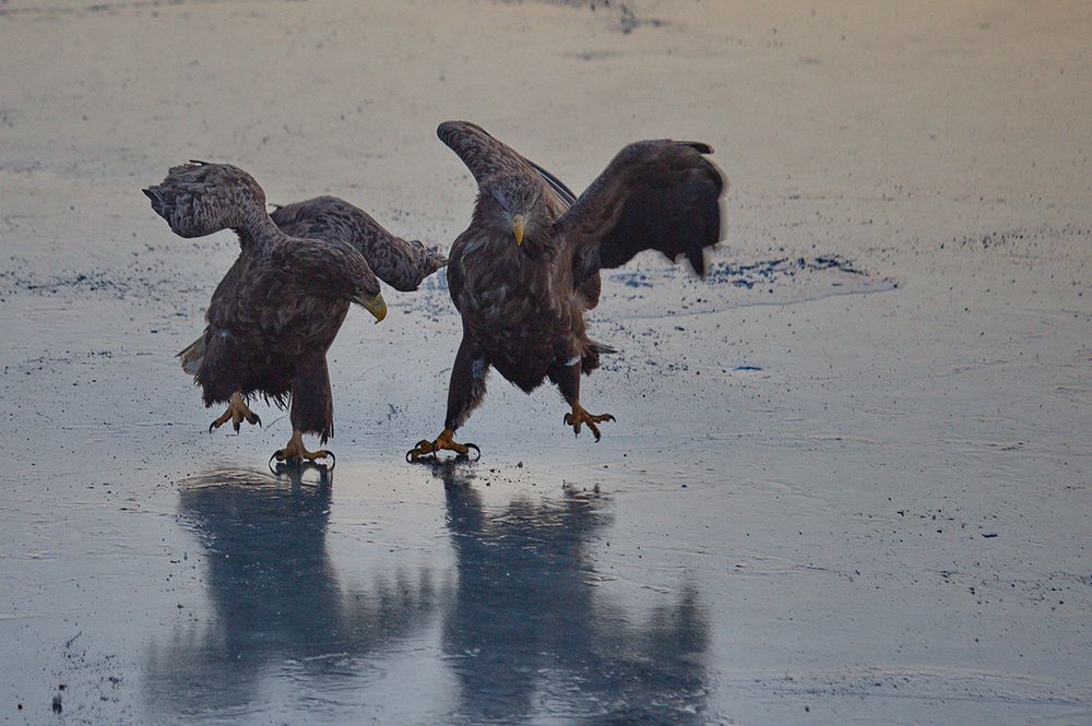 Учитель танцев!