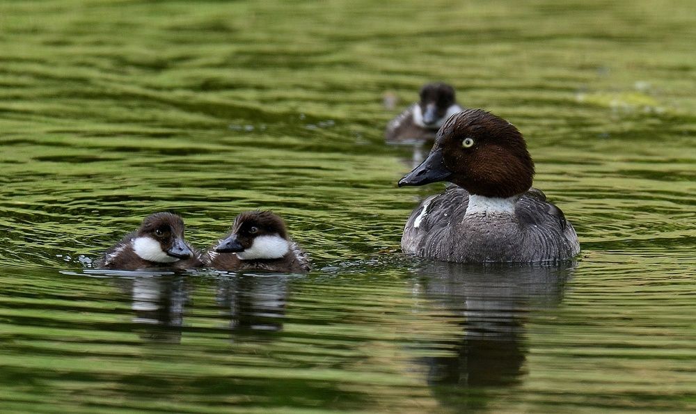 Прогулка с детьми
