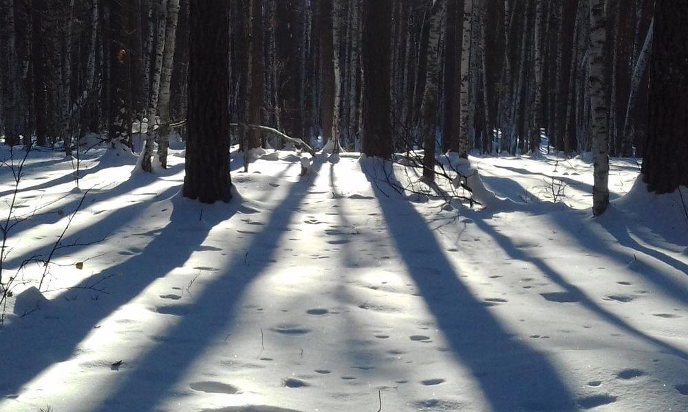 зима на опушке