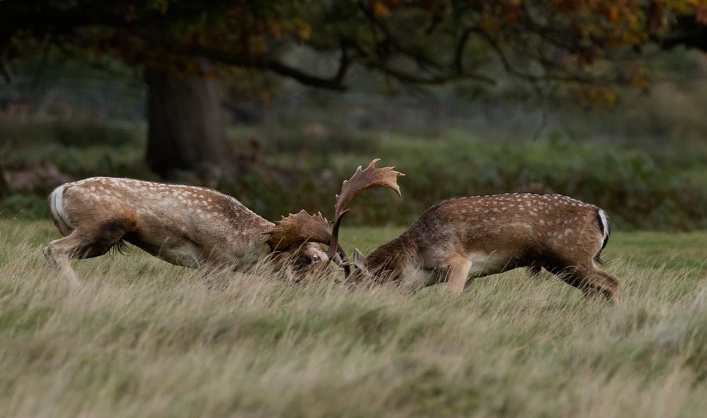 Fallow Deer