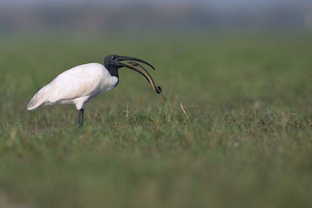Ibis with snake feed